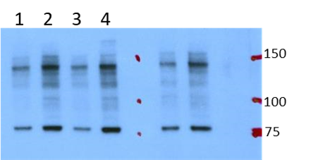 TLR9 Antibody - BSA Free NBP1-76680