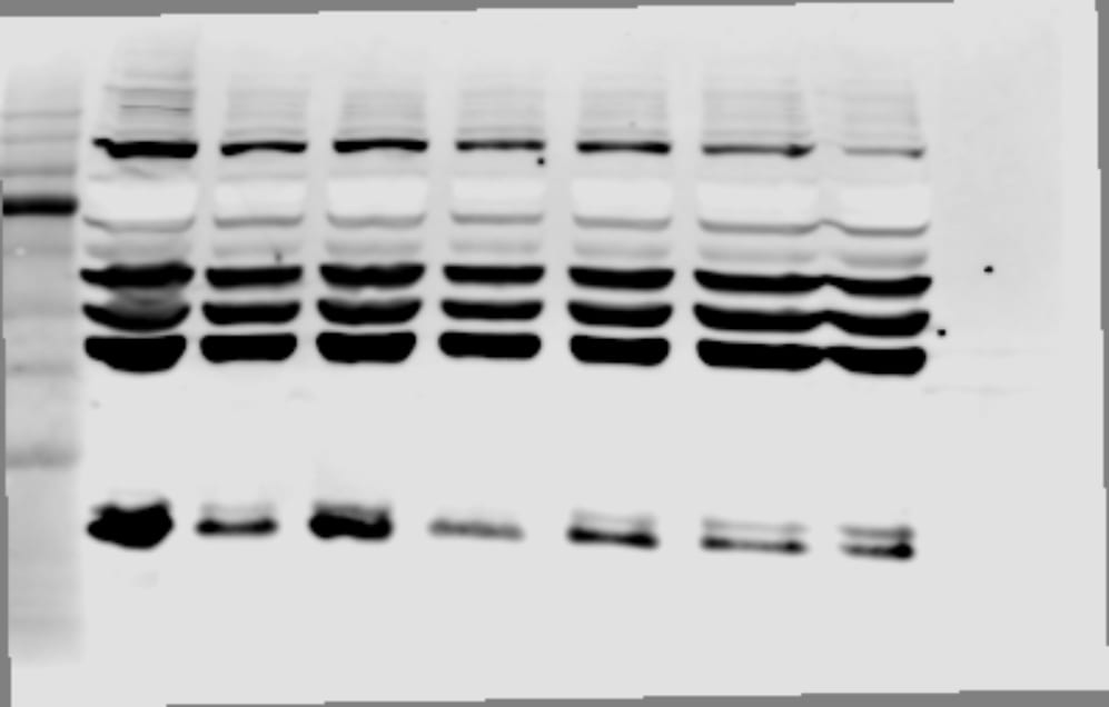 PD-L1 Antibody - BSA Free NBP1-76769