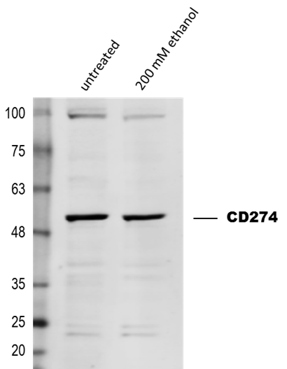 PD-L1 Antibody - BSA Free NBP1-76769
