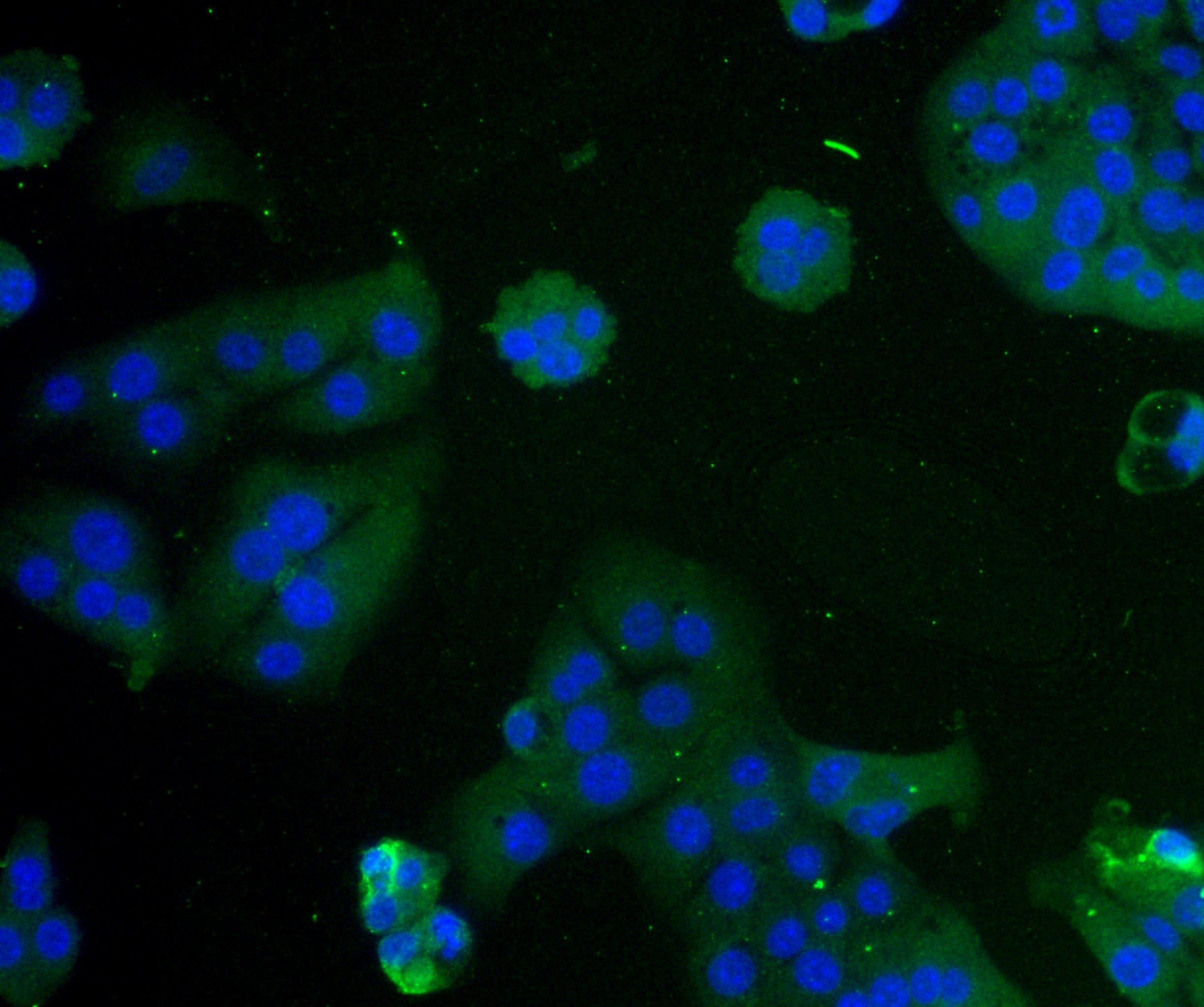 PD-L1 Antibody - BSA Free NBP1-76769