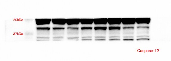 Caspase-12 Antibody - BSA Free NBP1-76801