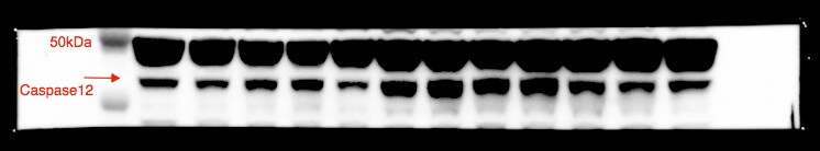 Caspase-12 Antibody - BSA Free NBP1-76801