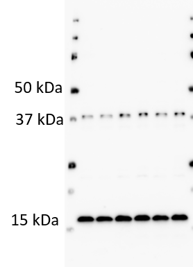 CIDEA Antibody - BSA Free NBP1-76950