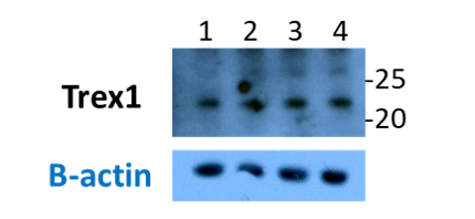 TREX1 Antibody - BSA Free NBP1-76977