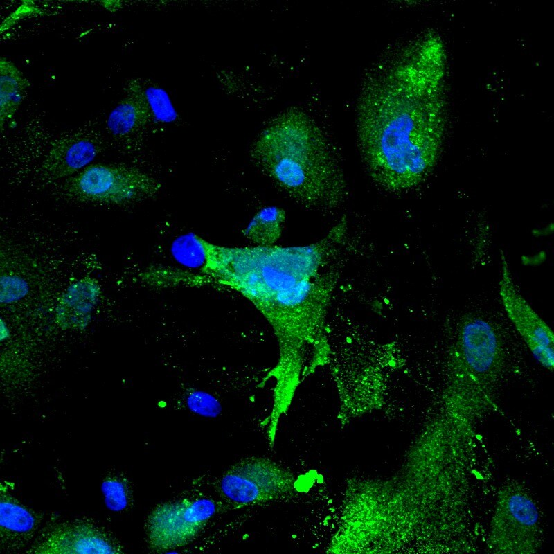 Claudin-1 Antibody - BSA Free NBP1-77036