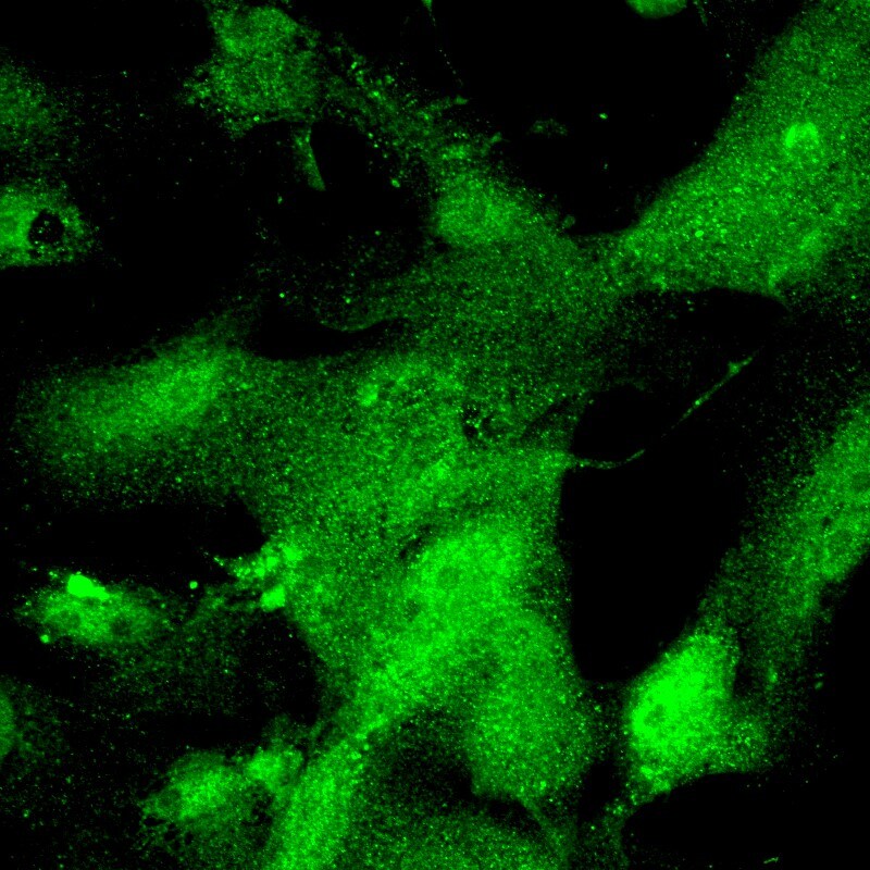 Claudin-1 Antibody - BSA Free NBP1-77036