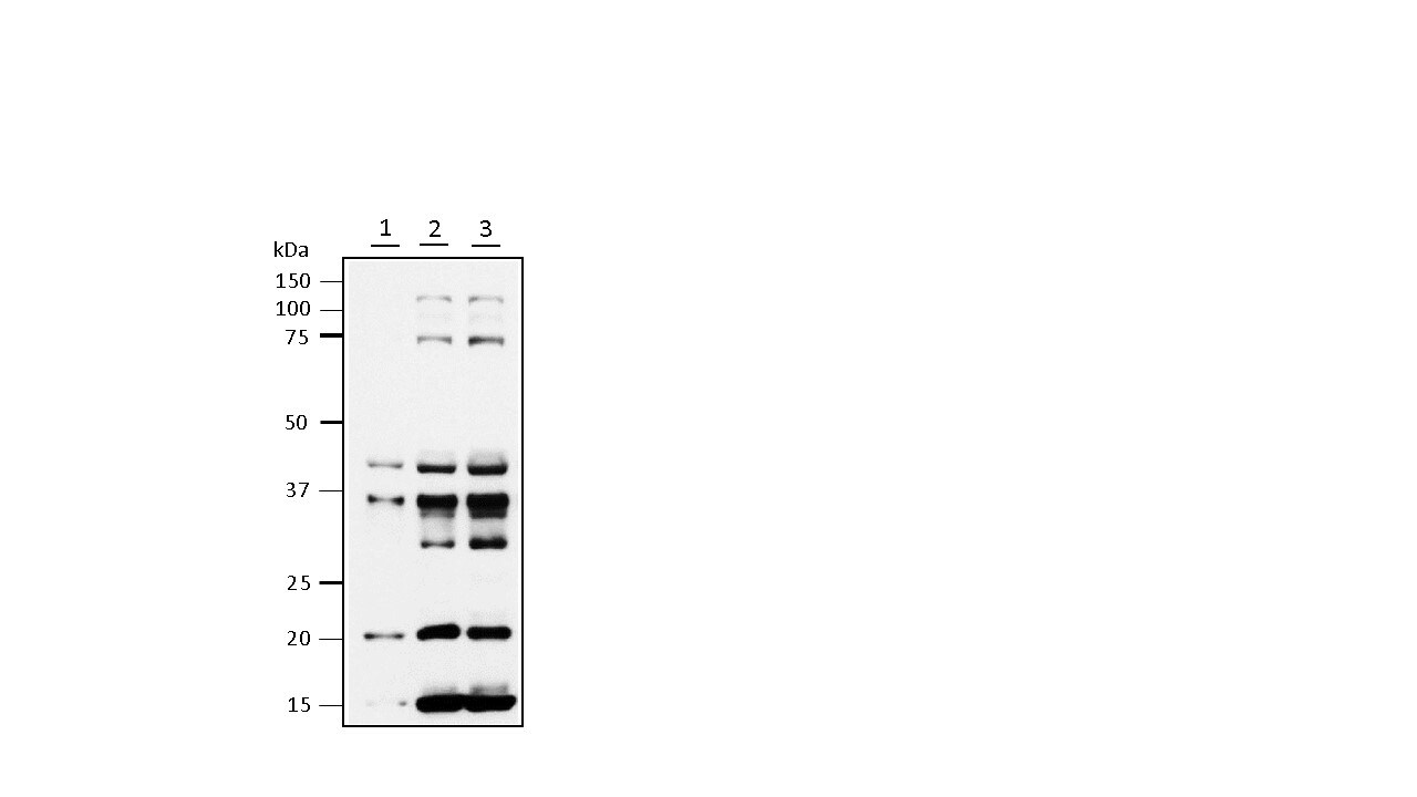 ARMER Antibody - BSA Free NBP1-77198