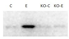 XBP1 Antibody - BSA Free NBP1-77252