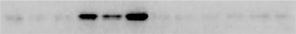 XBP1 Antibody - BSA Free NBP1-77253