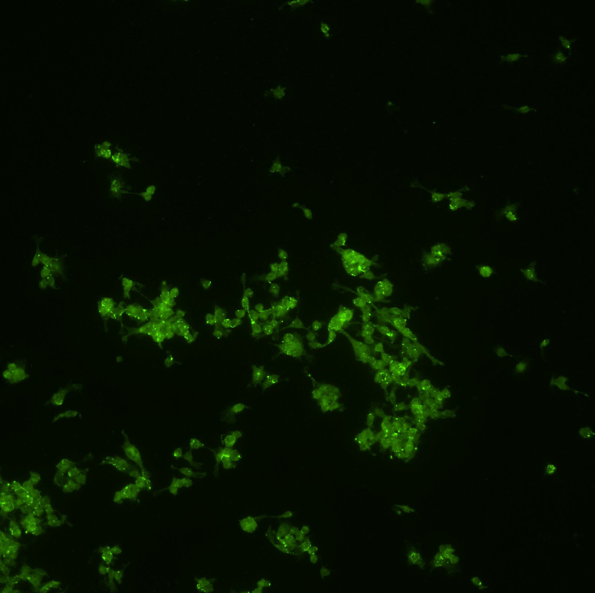IRF7 Antibody - BSA Free NBP1-77263
