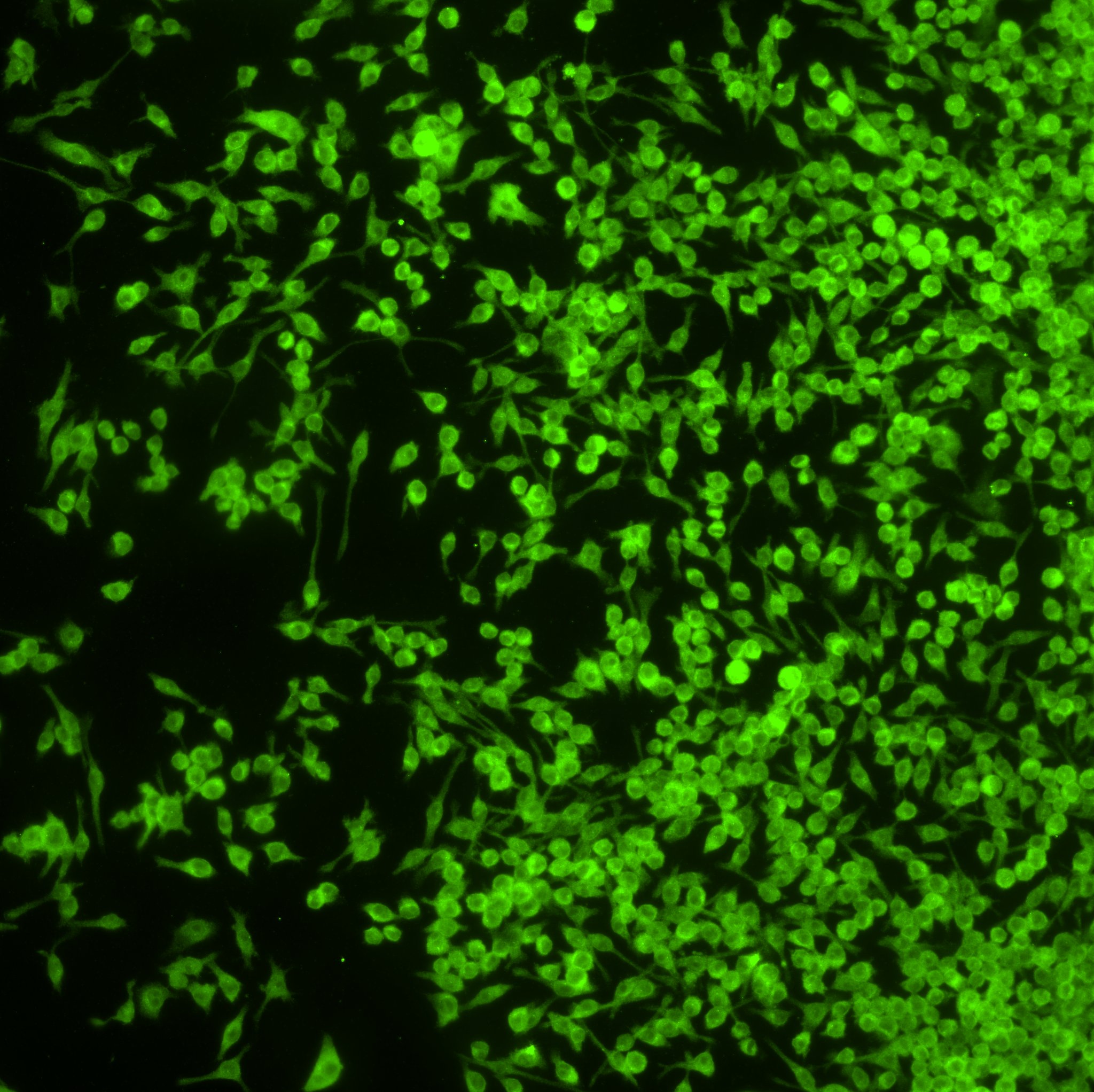 IFN-beta Antibody - BSA Free NBP1-77288