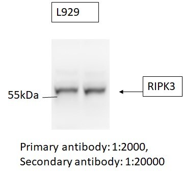 RIPK3/RIP3 Antibody - BSA Free NBP1-77299