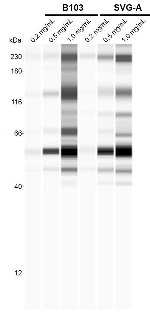 LIMPII/SR-B2 Antibody - BSA Free NBP1-77326