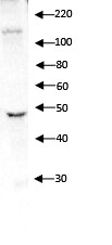Integrin alpha 4/CD49d Antibody - BSA Free NBP1-77333