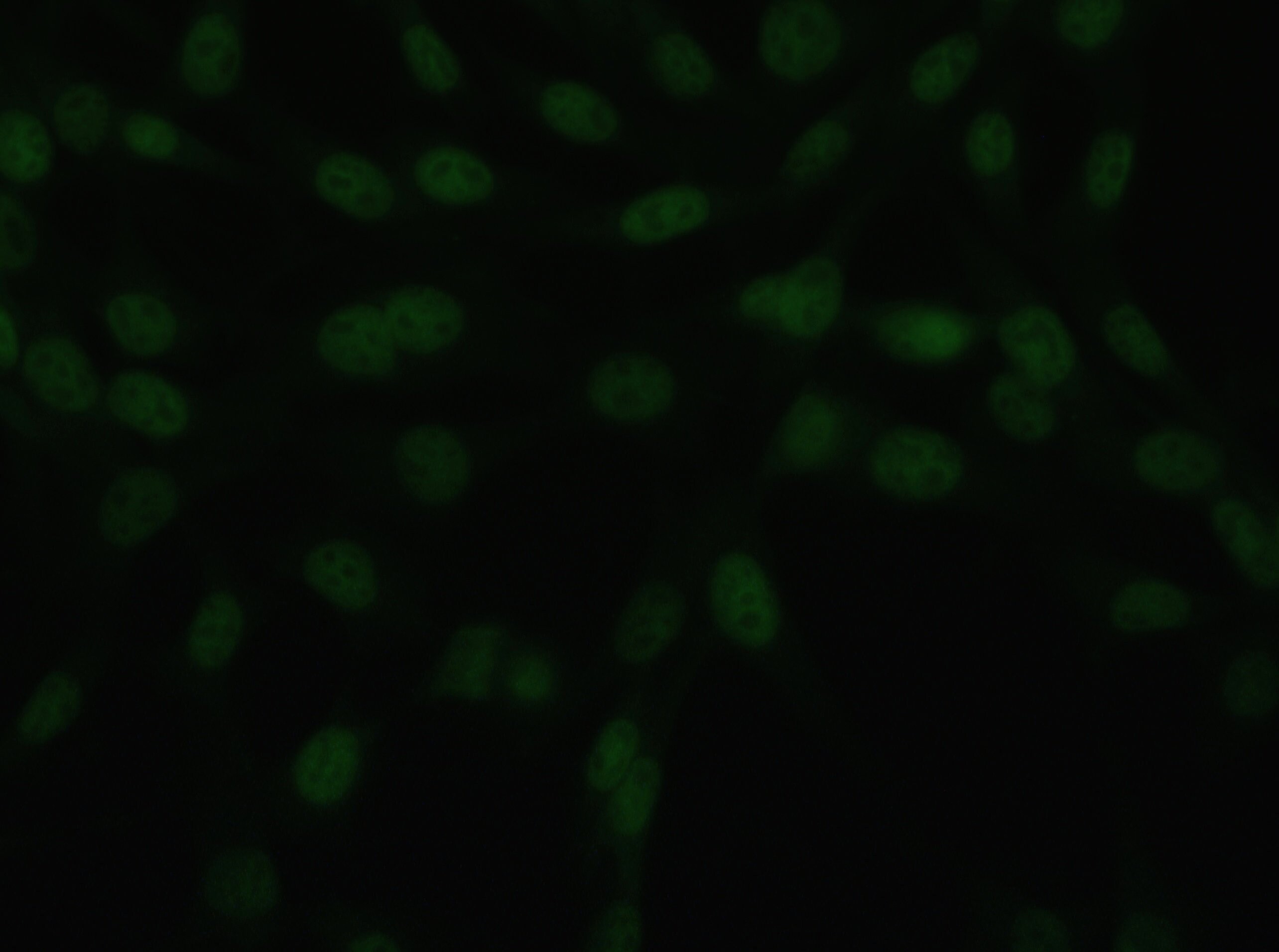 CHD7 Antibody - BSA Free NBP1-77393