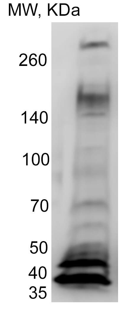 XBP1 Antibody - BSA Free NBP1-77681