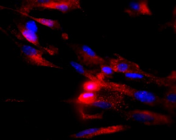 RBFOX3/NeuN Antibody - BSA Free NBP1-77686
