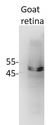 RBFOX3/NeuN Antibody - BSA Free NBP1-77686