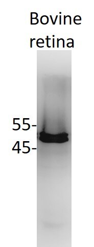 RBFOX3/NeuN Antibody - BSA Free NBP1-77686