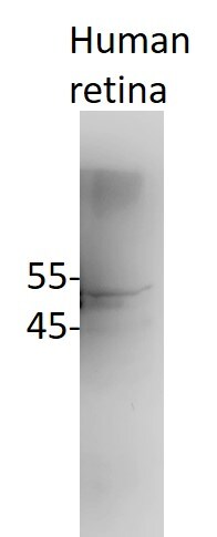 RBFOX3/NeuN Antibody - BSA Free NBP1-77686