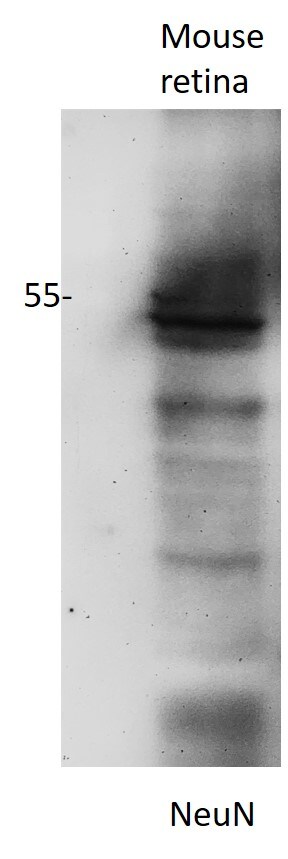 RBFOX3/NeuN Antibody - BSA Free NBP1-77686