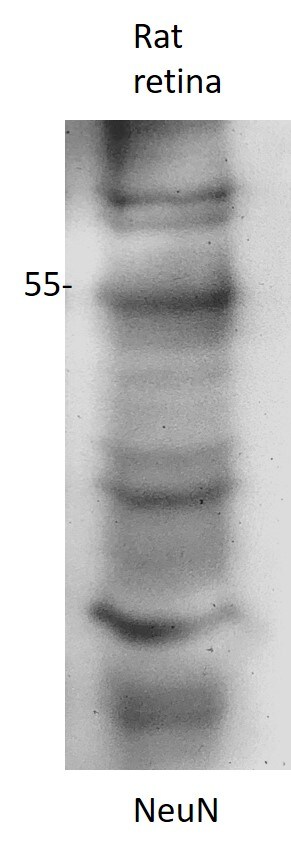 RBFOX3/NeuN Antibody - BSA Free NBP1-77686