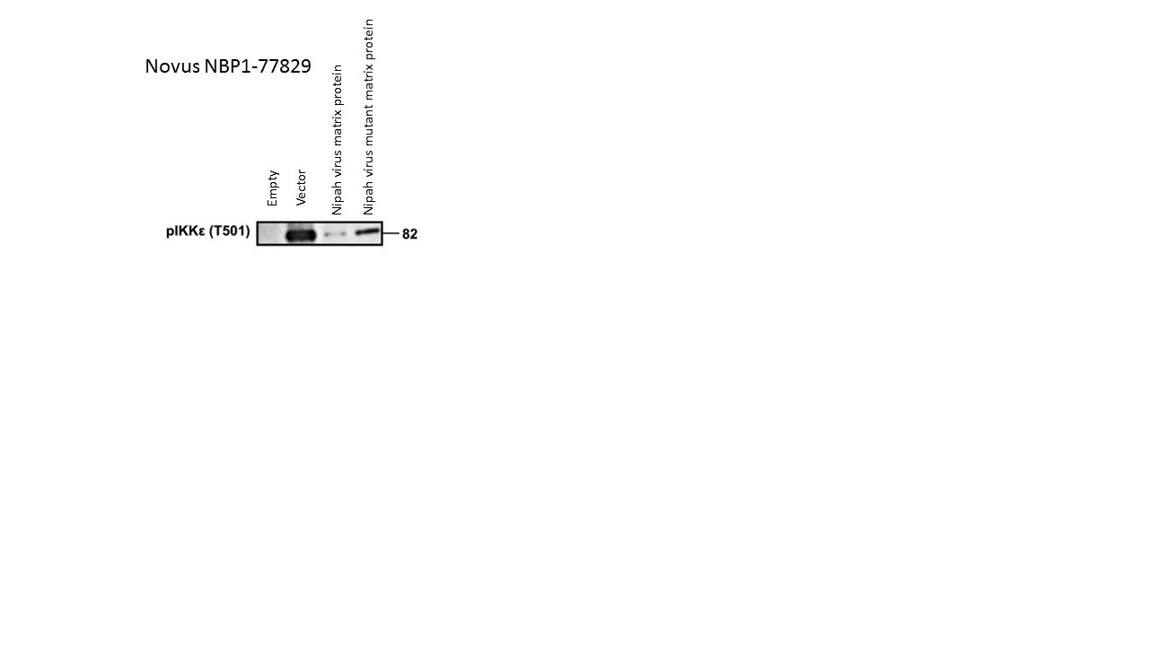 IKK epsilon/IKBKE [p Thr501] Antibody - BSA Free NBP1-77829