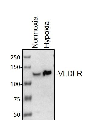 VLDLR Antibody (6A6) - BSA Free NBP1-78162