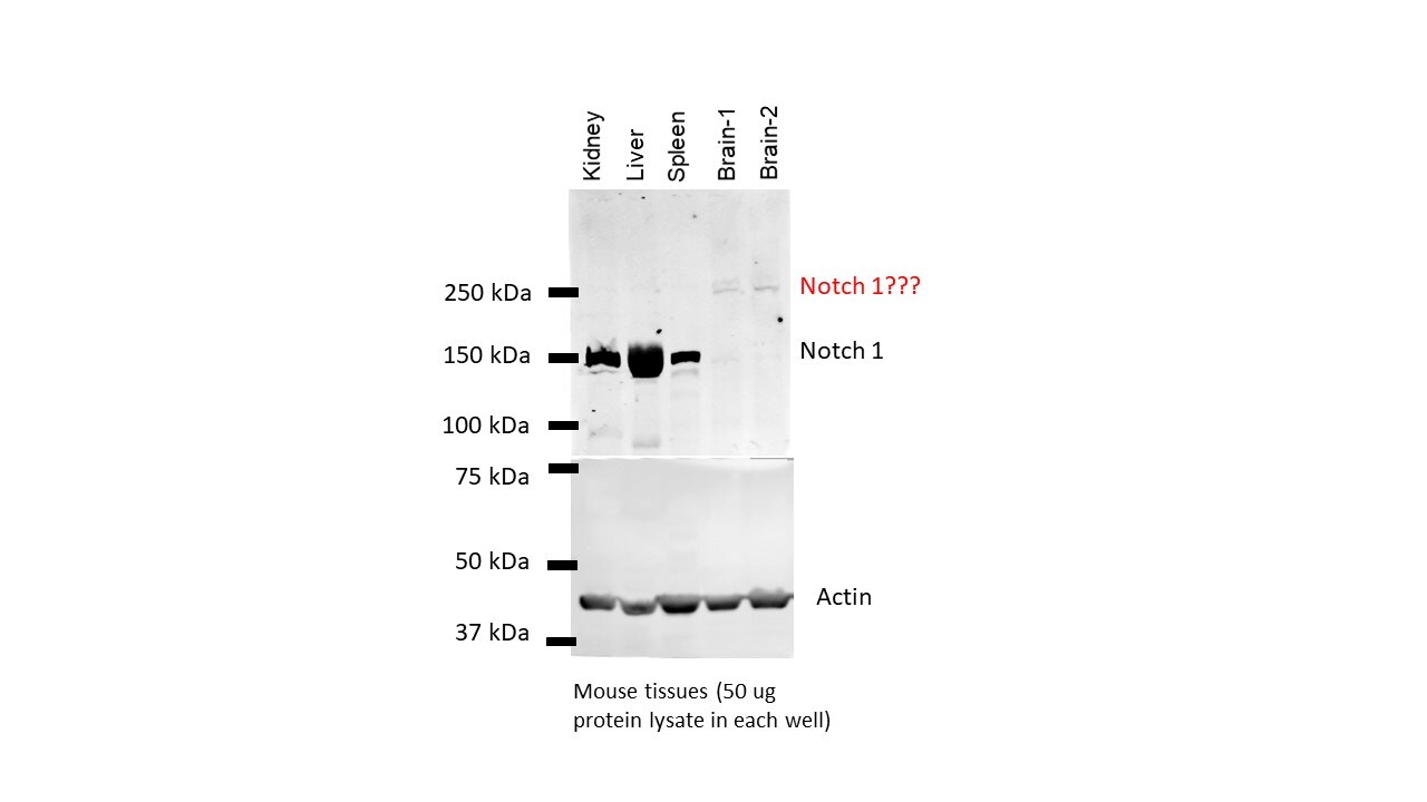 Notch-1 Antibody - BSA Free NBP1-78292