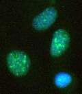 KDM2A/FBXL11 Antibody - BSA Free NBP1-78305