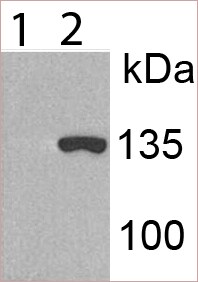 KDM2A/FBXL11 Antibody - BSA Free NBP1-78305