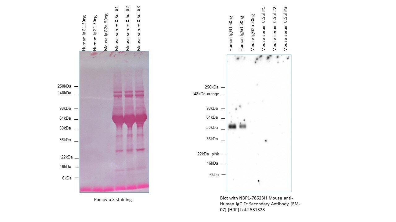 Mouse anti-Human IgG Fc Secondary Antibody (EM-07) [HRP] NBP1-78623H