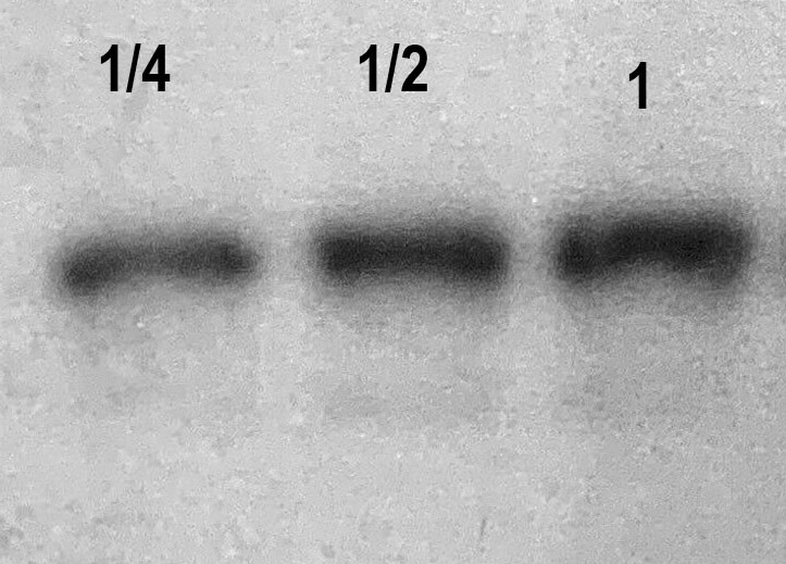 DOCK7 Antibody - BSA Free NBP1-78748