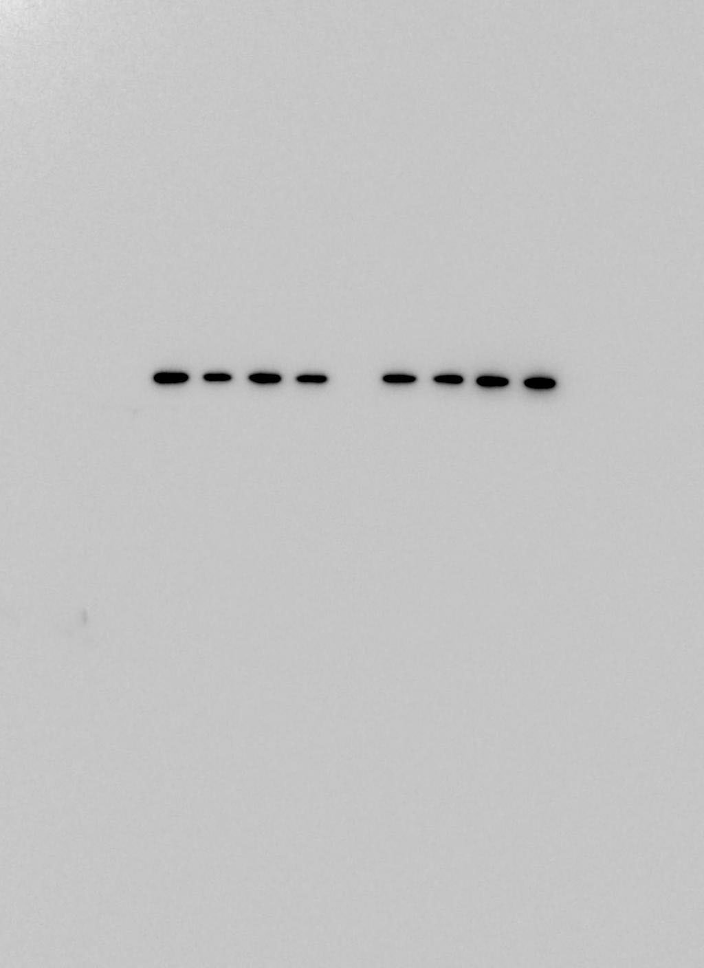 ASC/TMS1 Antibody - BSA Free NBP1-78977