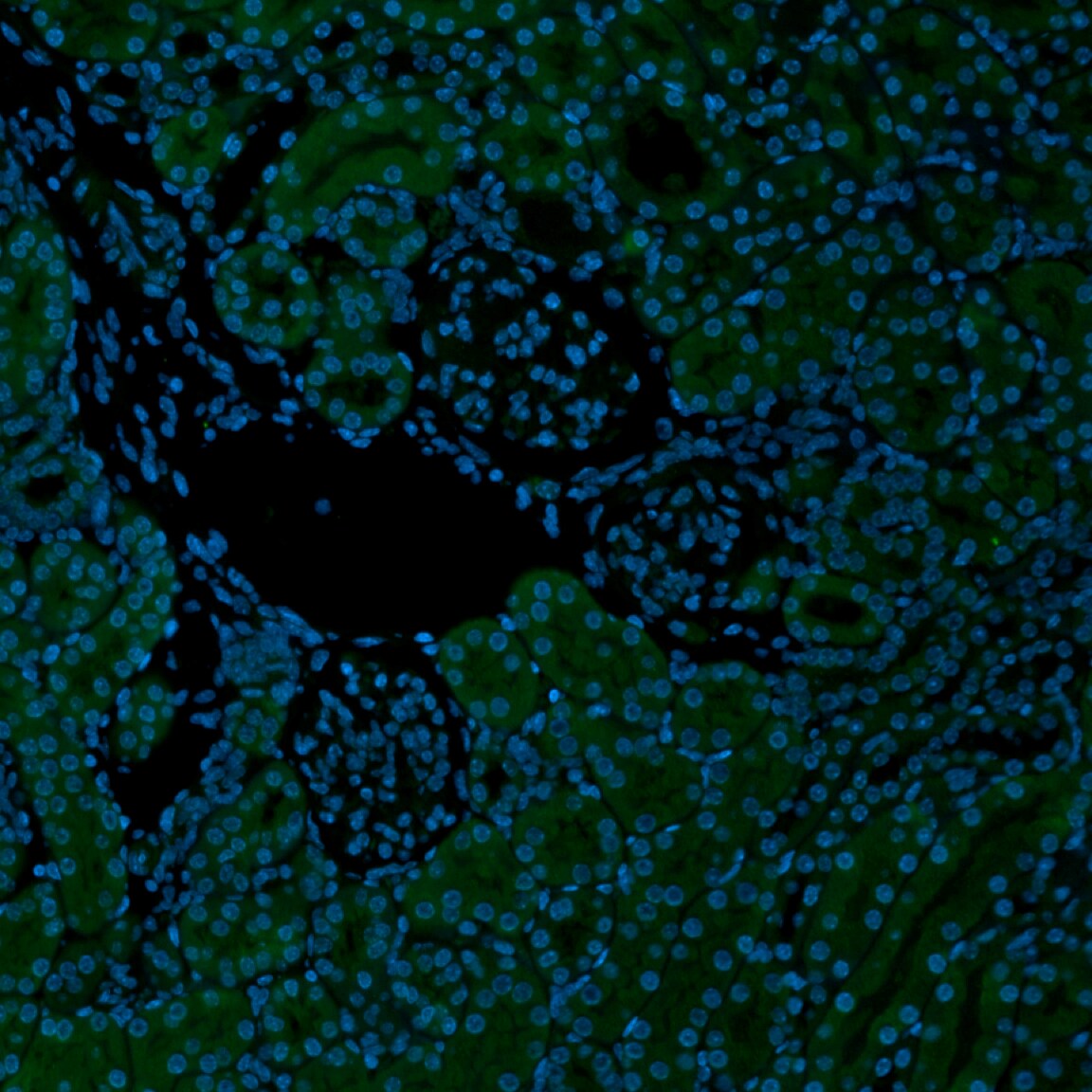 Complement C3d Antibody (E28-P) NBP1-79074