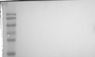METTL4 Antibody - BSA Free NBP1-79301