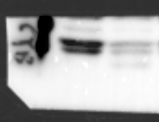 CYTB Antibody - BSA Free NBP1-79340