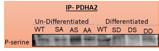PDHA2 Antibody - BSA Free NBP1-79536