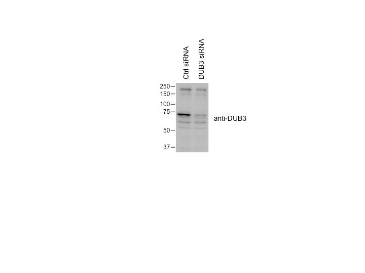 Dub3 Antibody - BSA Free NBP1-79745