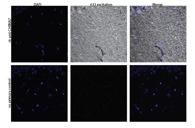 Nicotinic Acetylcholine R alpha 7/CHRNA7 Antibody - BSA Free NBP1-79948