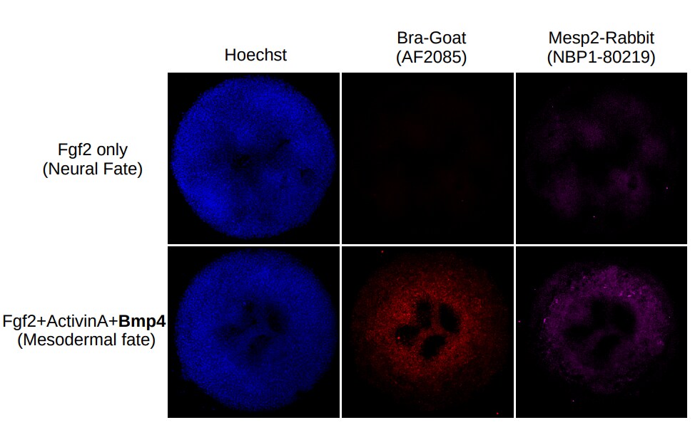 MESP2 Antibody - BSA Free NBP1-80219