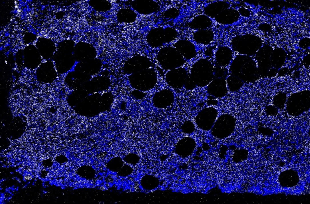 TGF-beta 1 Antibody - BSA Free NBP1-80289