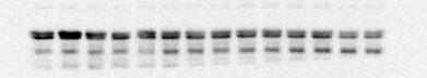 G6PC Antibody - BSA Free NBP1-80533
