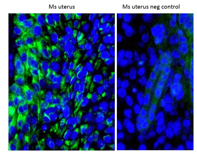 IGFBP-4 Antibody - BSA Free NBP1-80549