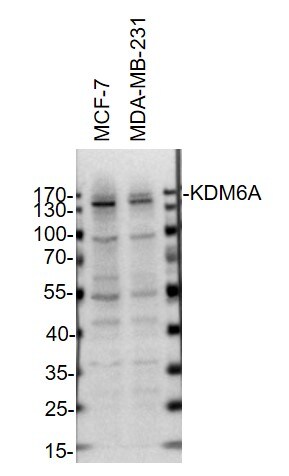 KDM6A Antibody - BSA Free NBP1-80628
