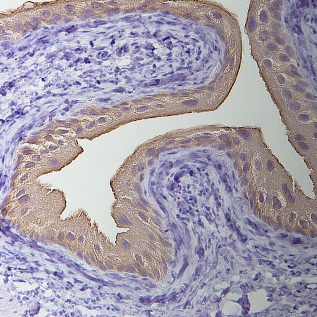 Uroplakin Ib Antibody - BSA Free NBP1-80656