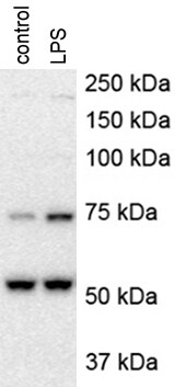 TSG101 Antibody - BSA Free NBP1-80659