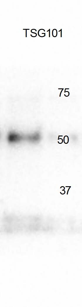 TSG101 Antibody - BSA Free NBP1-80659