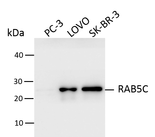 RAB5C Antibody - BSA Free NBP1-80858
