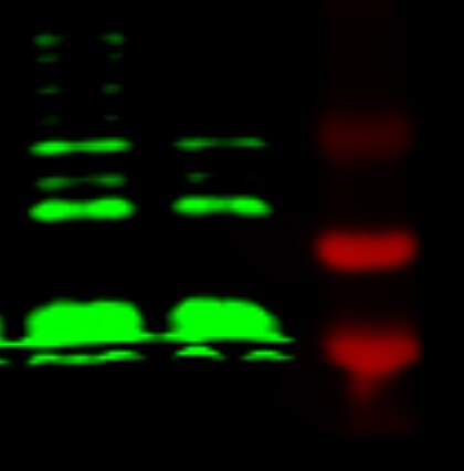 RAB5C Antibody - BSA Free NBP1-80858